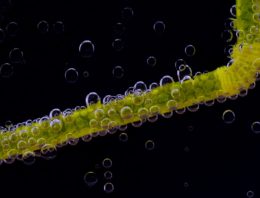 The Final Straw: Why the Hospitality Industry is Going Straw-less