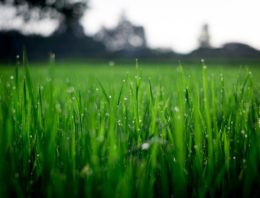 What are the benefits of natural lawn?